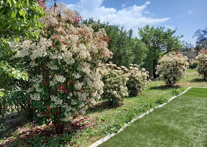 L'Alivu